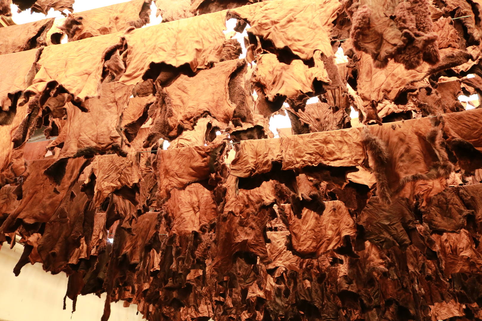 Pieles tendidas a secar