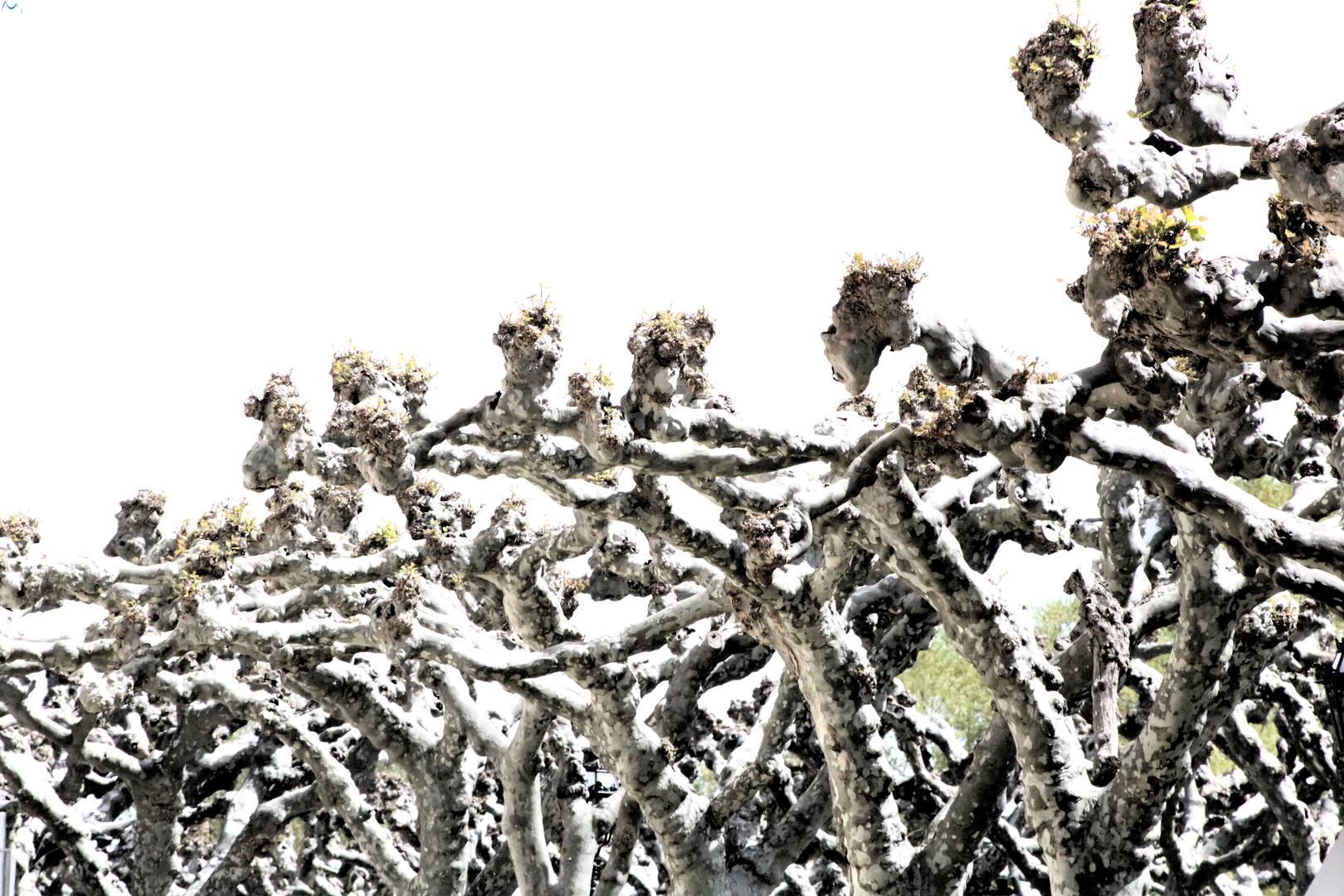 Paseo de la Isla, Burgos