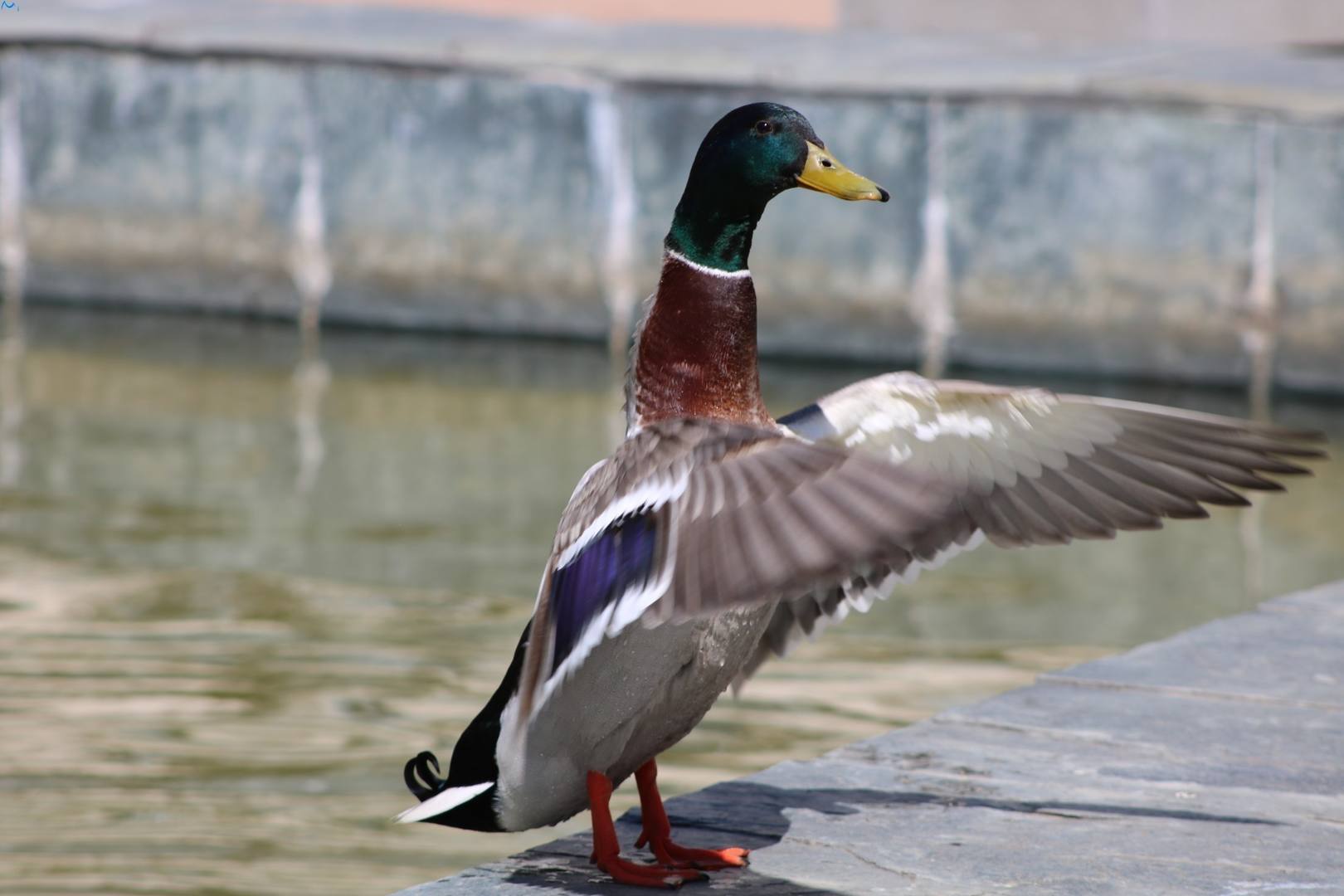 Foto de un pato que echa a volar