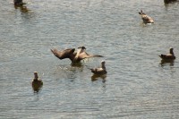 Observatorio de Aves