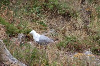 Gaviota y sus polluelos