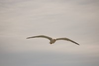 Gaviota