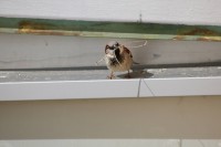 Material para el nido