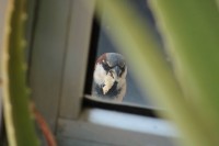 Me lo como pero te miro mal