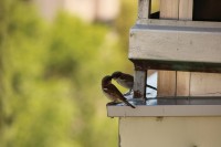 Pareja de pájaros Posando