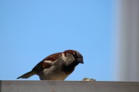 Admirando  el premino