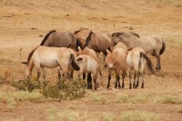 caballo de przewalski