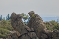 Árbol entre piedras