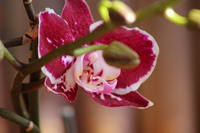 Orquidea