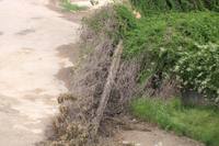 Naturaleza muerta/matada